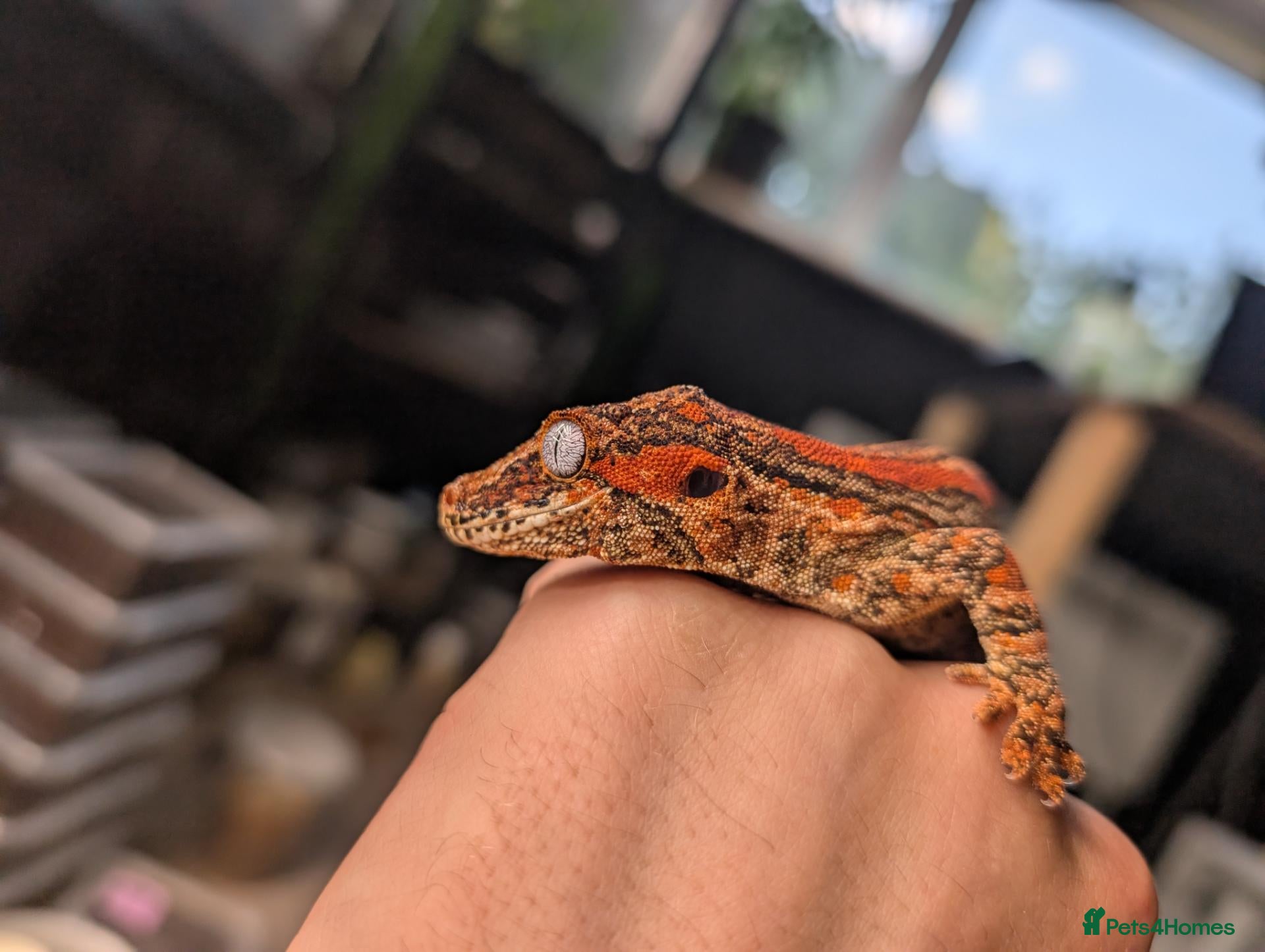 Gecko reptiles PAIR - High red gargoyle geckos  - Advert 1