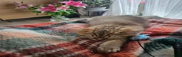 British Shorthair cats for sale: British Shorthair kittens! 2 LEFT!  - Advert 11