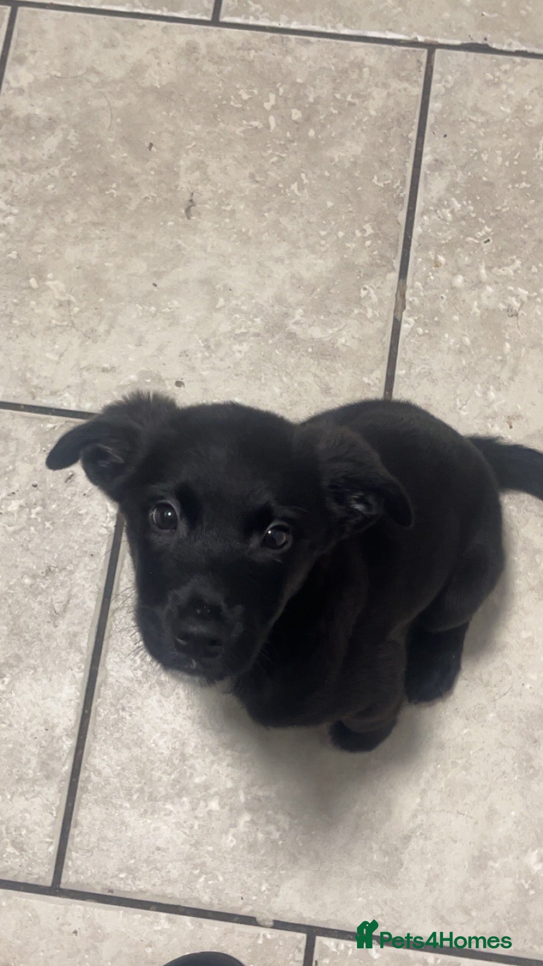 Mixed Breed dogs Male mixed breed puppy for sale  - Advert 1
