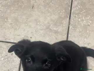 Mixed Breed dogs Male mixed breed puppy for sale - Advert 1