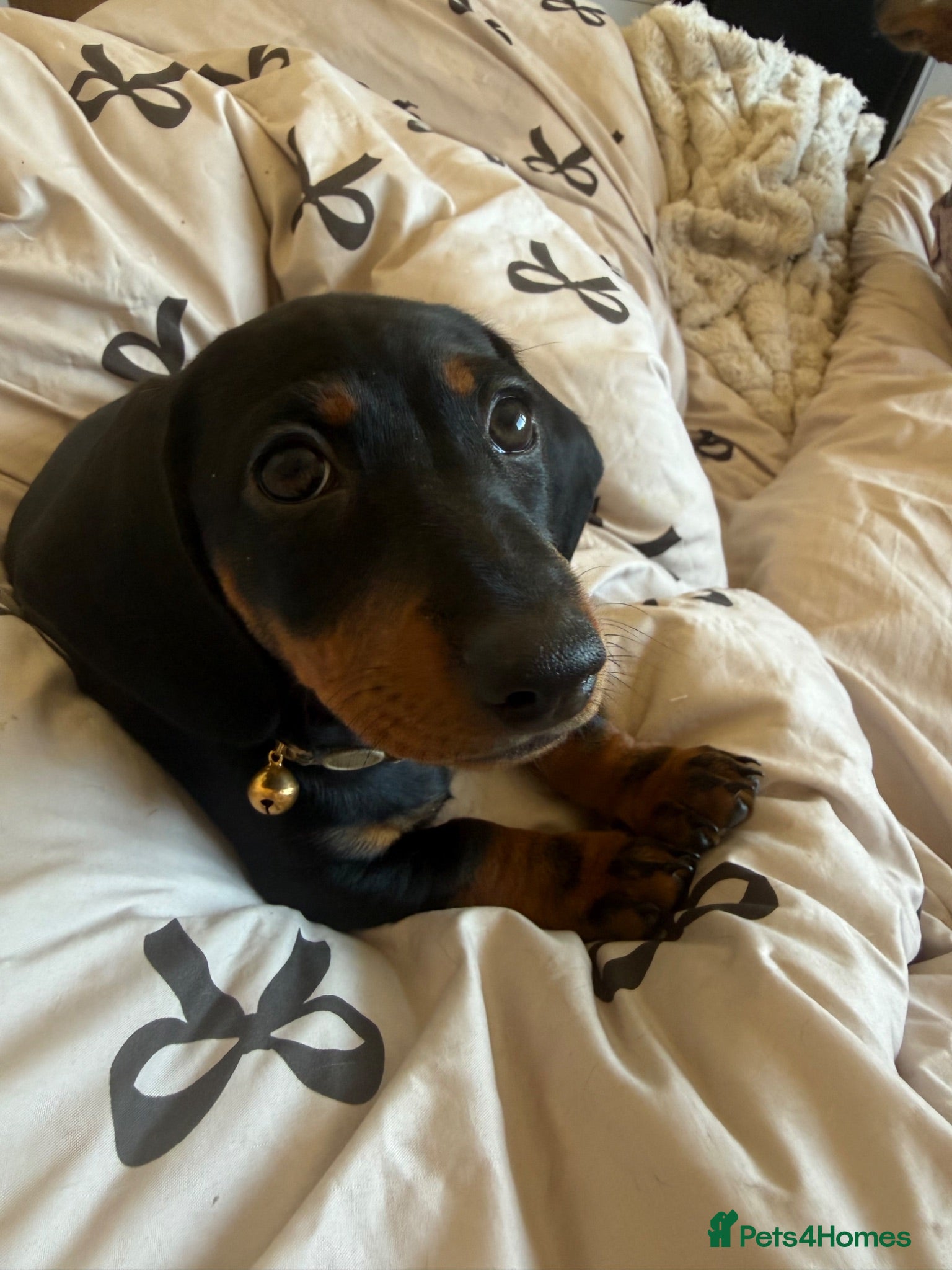 Miniature Dachshund dogs Miniature dachshund girl 💕 - Advert 8