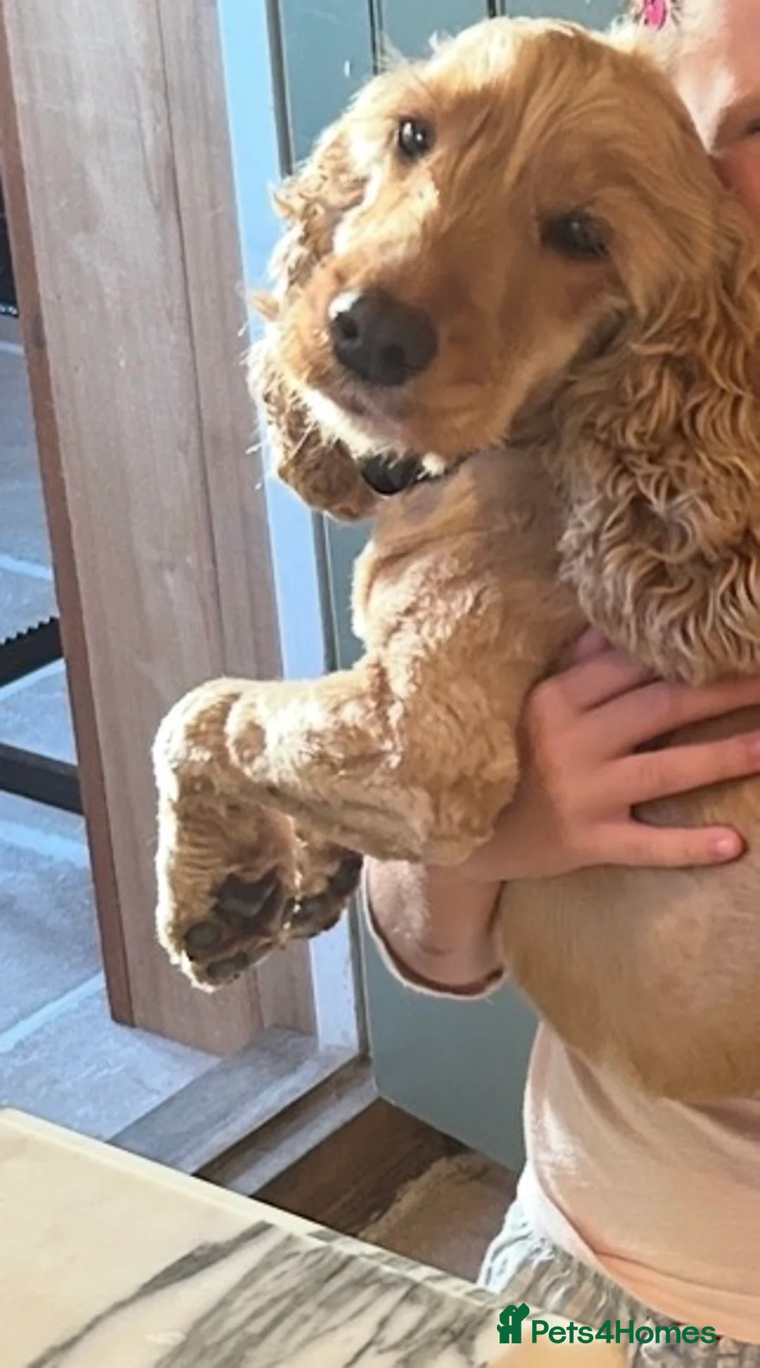 Cocker Spaniel dogs for sale: Golden Cocker Spaniel - Advert 2