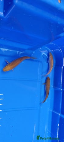 Koi Carp fish - Advert 2