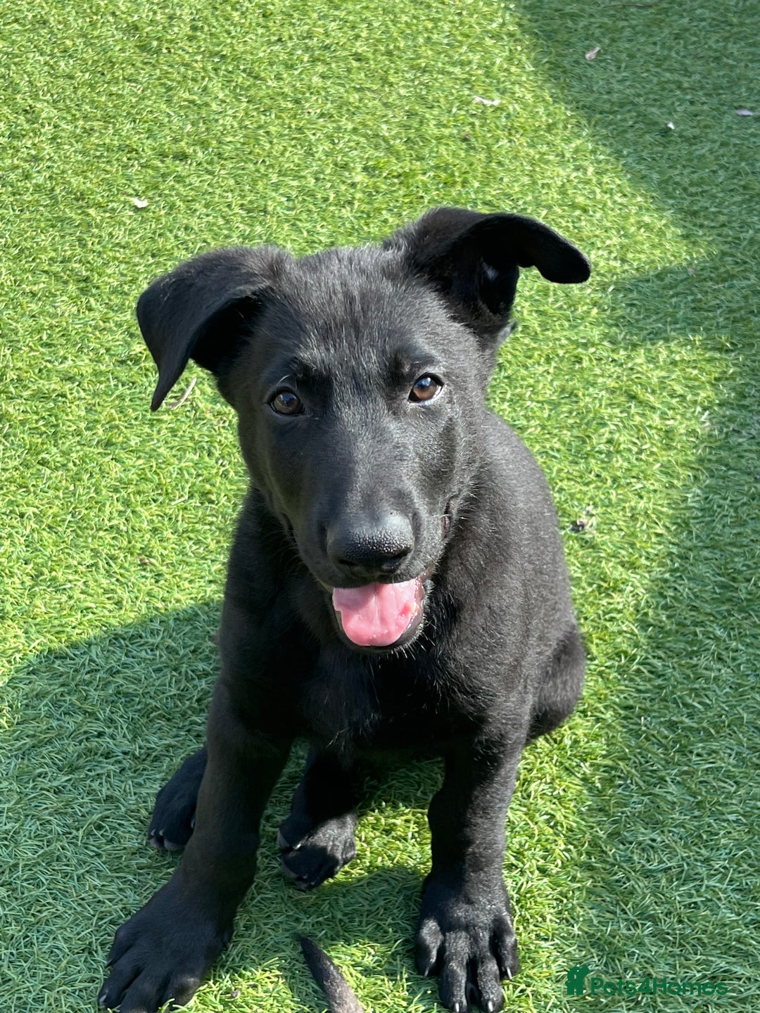 German Shepherd dogs for sale: gorgeous kc reg working blood line German Shepard  - Image 33