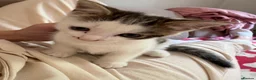 Mixed Breed cats for sale: Female cats  - Advert 6