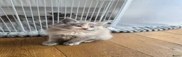 Maine Coon cats for sale: Maine coon pedigree kittens  - Advert 3