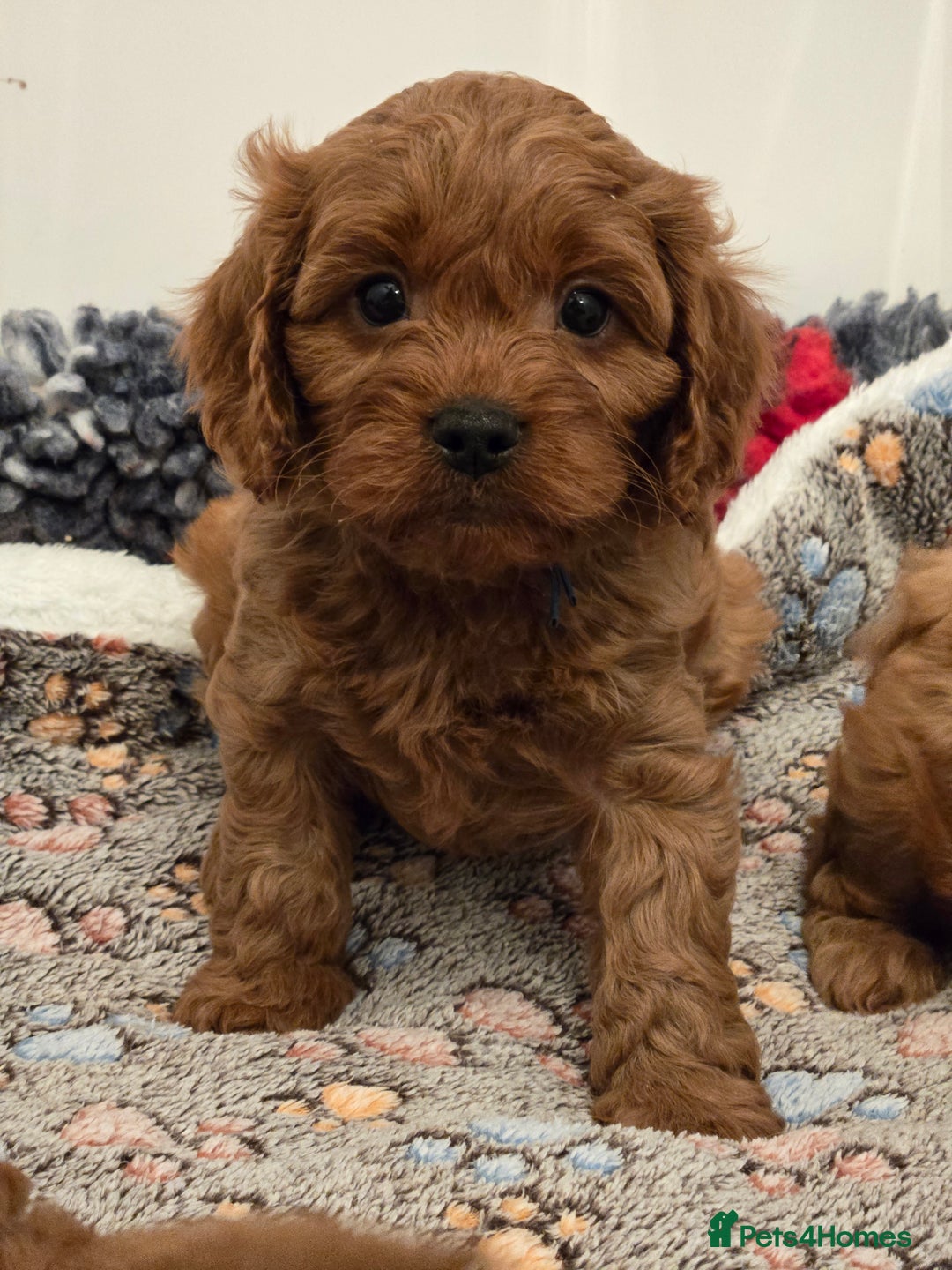 Cavapoo dogs for sale: Gorgeous Red Cavapoo Puppies - Advert 18