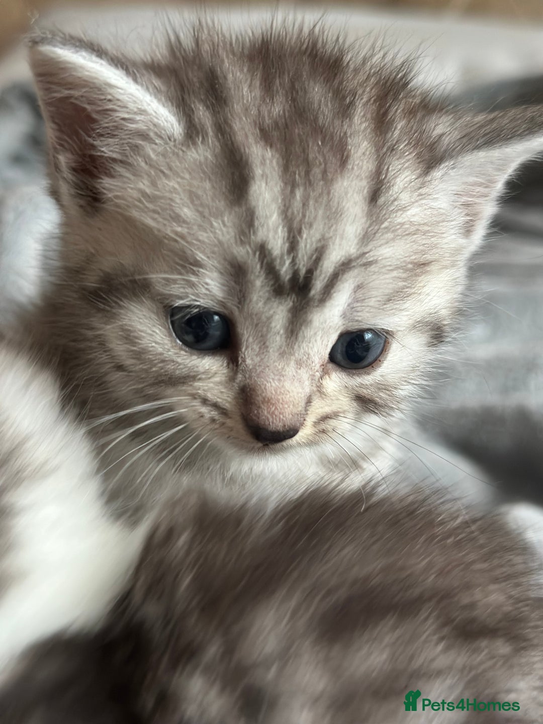 British Longhair cats for sale: Cross breed kittens  - Image 5