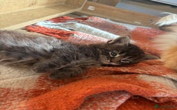 Maine Coon cats for sale: Half Maine coon kittens  - Image 6