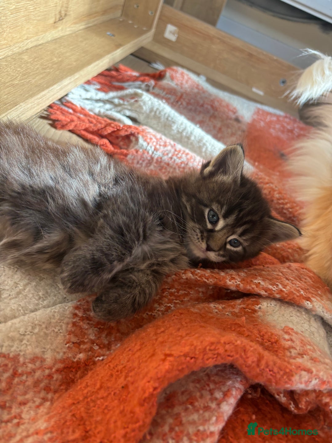 Maine Coon cats for sale: Half Maine coon kittens  - Image 6