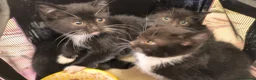 Domestic Shorthair cats for sale: Tuxedo kittens in Holywell - Advert 4