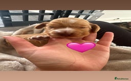 Cocker Spaniel dogs for sale: Stunning KC show cocker spaniels  - Image 35