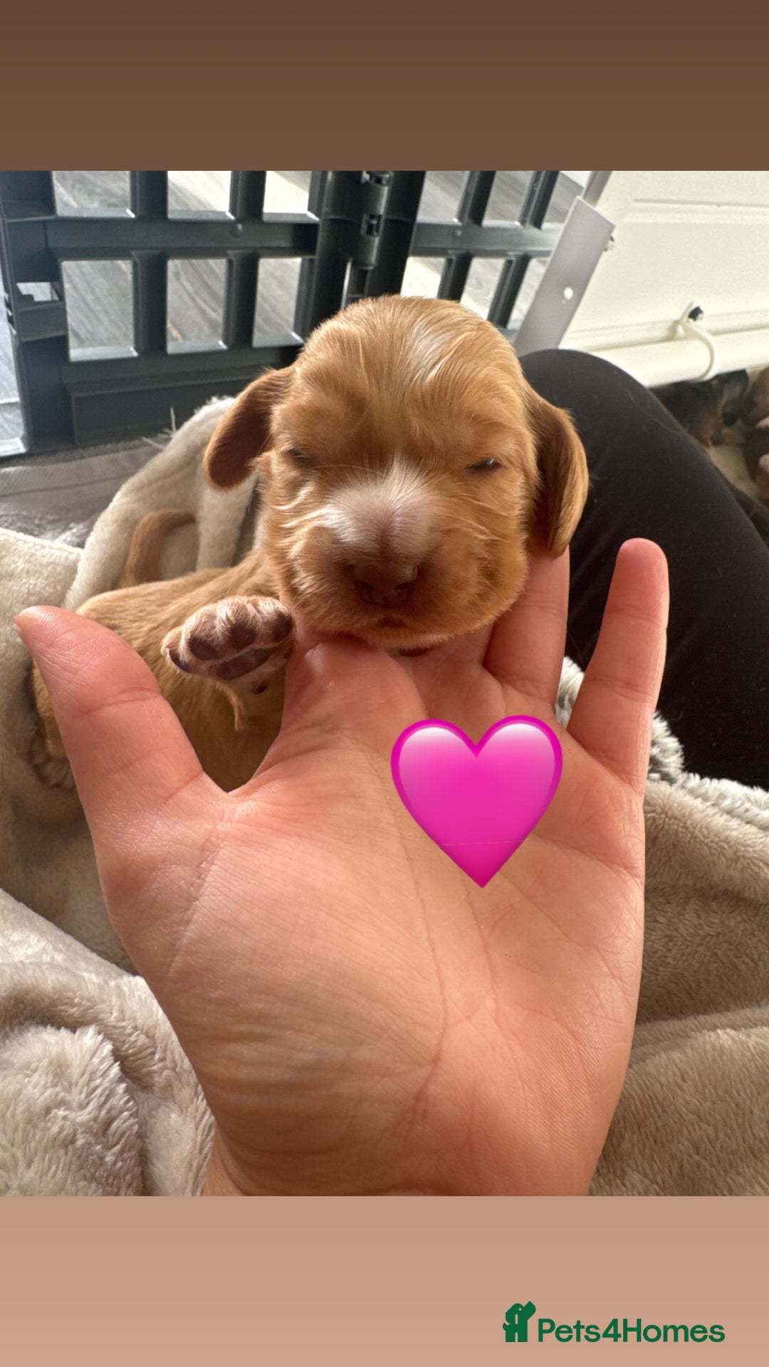 Cocker Spaniel dogs for sale: Stunning KC show cocker spaniels  - Image 35