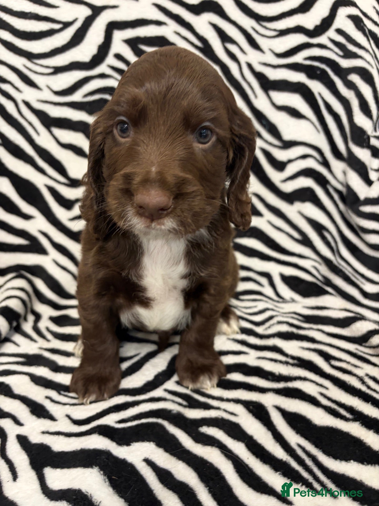 Cocker Spaniel dogs Sangriseo Show Cocker Spaniel puppies  - Advert 2