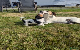 Mixed Breed dogs for sale: Beautiful beagle cross puppies - Image 13