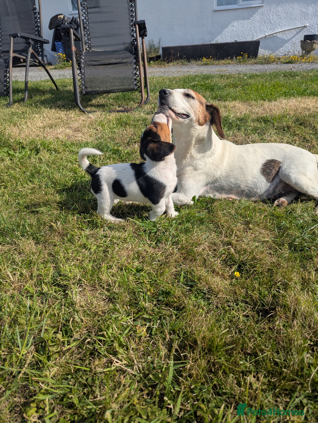 Mixed Breed dogs for sale: Beautiful beagle cross puppies - Image 13