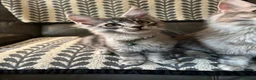 Maine Coon cats for sale: 3 Beautiful Maine Coon kittens forsale in Ammanford - Advert 20