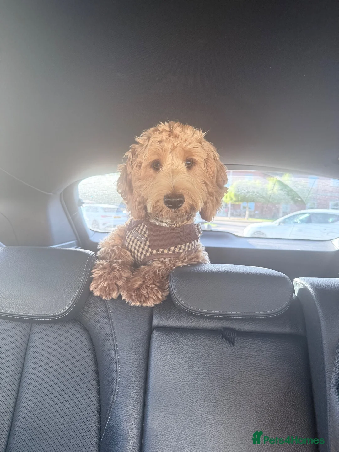 Cockapoo dogs for sale: Odin  in Shildon - Advert 2