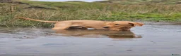 Labrador Retriever dogs for sale: Rex red fox lab in Yelverton - Advert 2