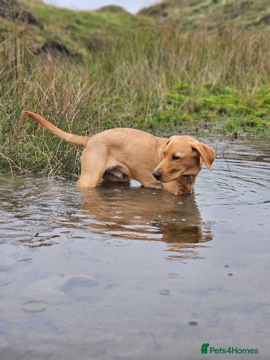 Labrador Retriever dogs for sale: Rex red fox lab in Yelverton - Advert 2
