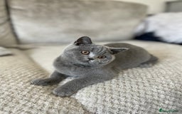 British Shorthair cats for sale: 🔥 READY NOW BRITISH SHORTHAIR KITTENS   - Image 9