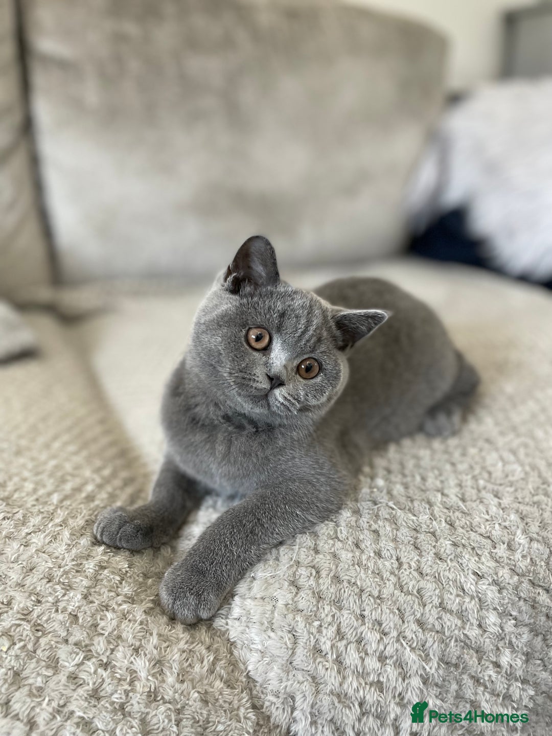 British Shorthair cats for sale: 🔥 READY NOW BRITISH SHORTHAIR KITTENS   - Image 9