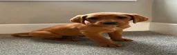 Labrador Retriever dogs for sale:  Fox red  Labrador puppys 1 AVAILABLE  - Advert 6