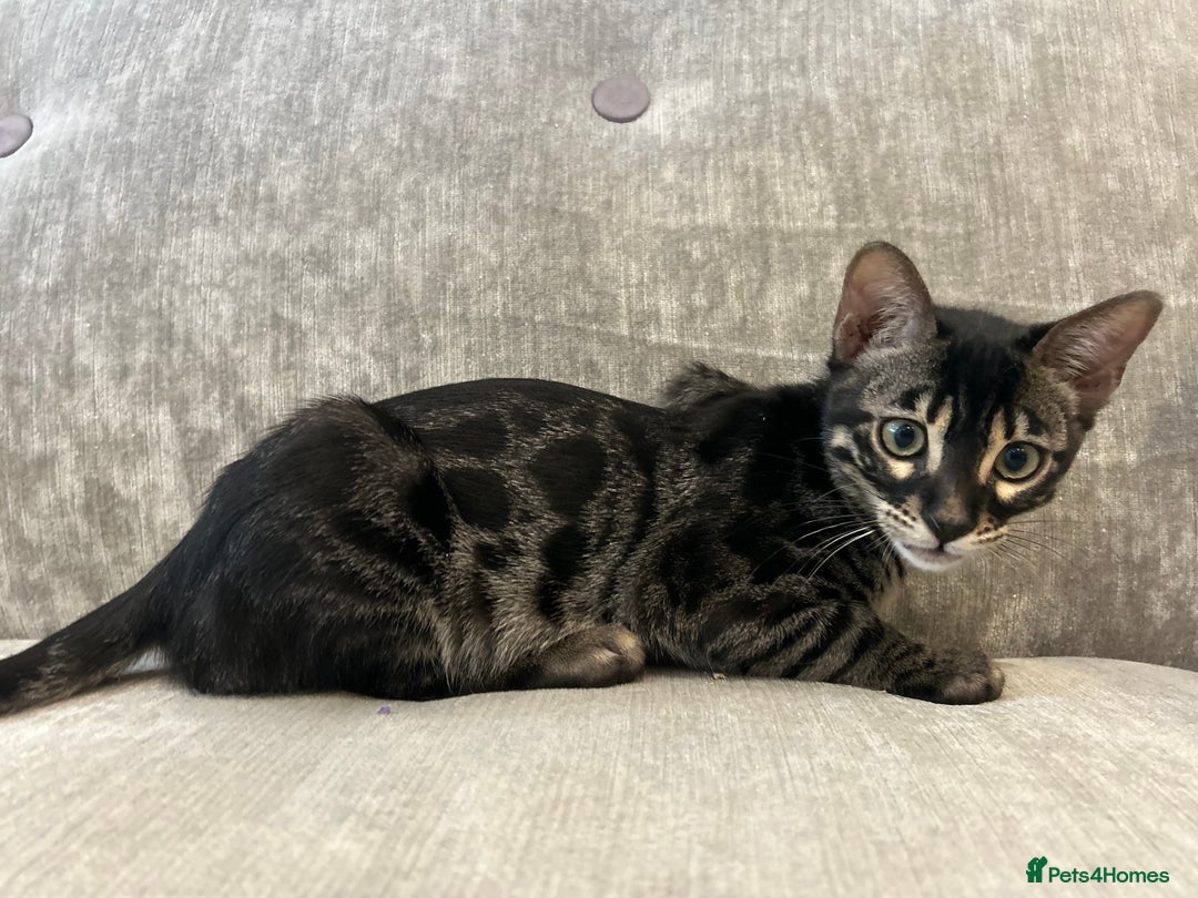 Bengal cats for sale: Stunning Charcoal Female Bengal Kitten - TICA - Advert 18