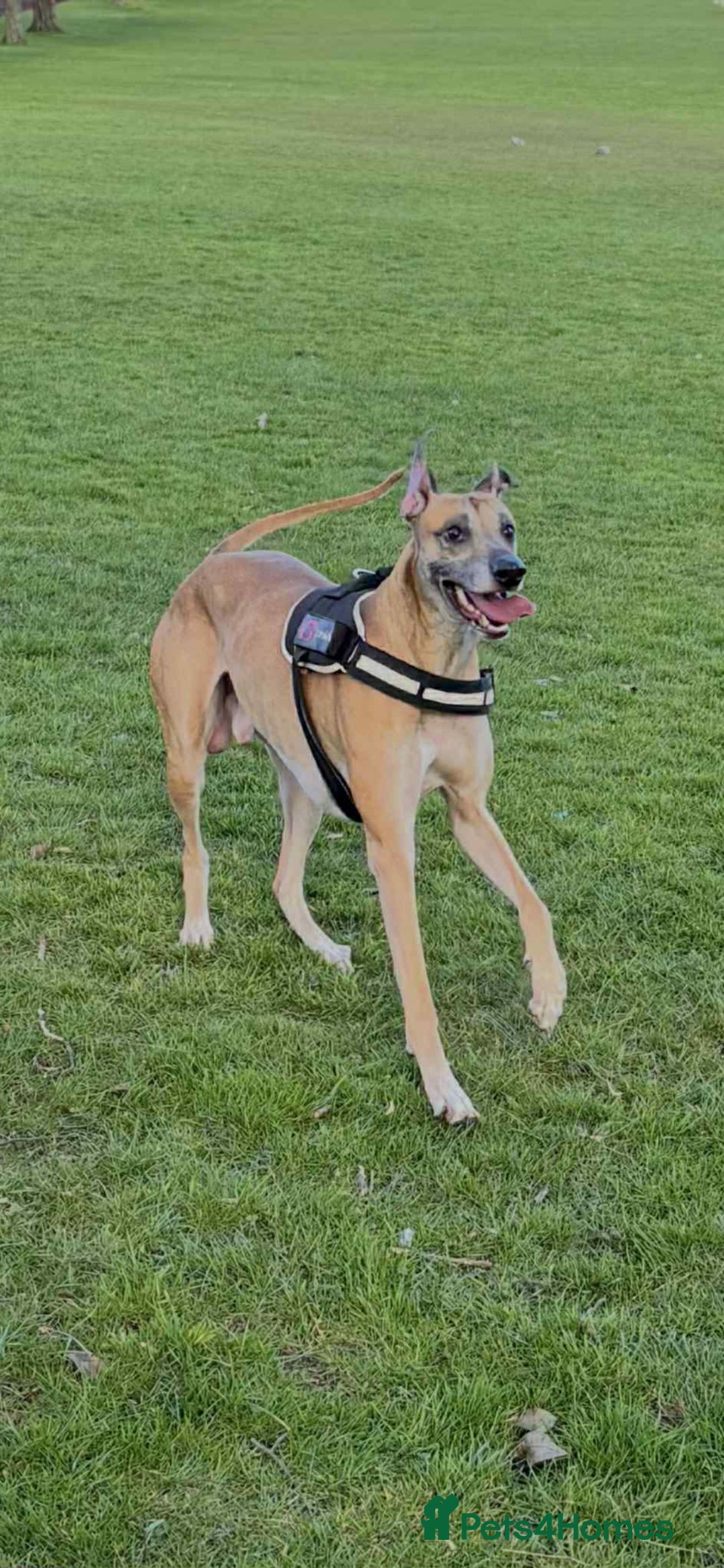 Lurcher dogs for sale: Saluki Bull Greyhound Puppies  - Advert 8