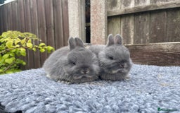 Netherland Dwarf rabbits for sale: Netherland Dwarf Babies & Adults available in Stoke-on-Trent - Image 19