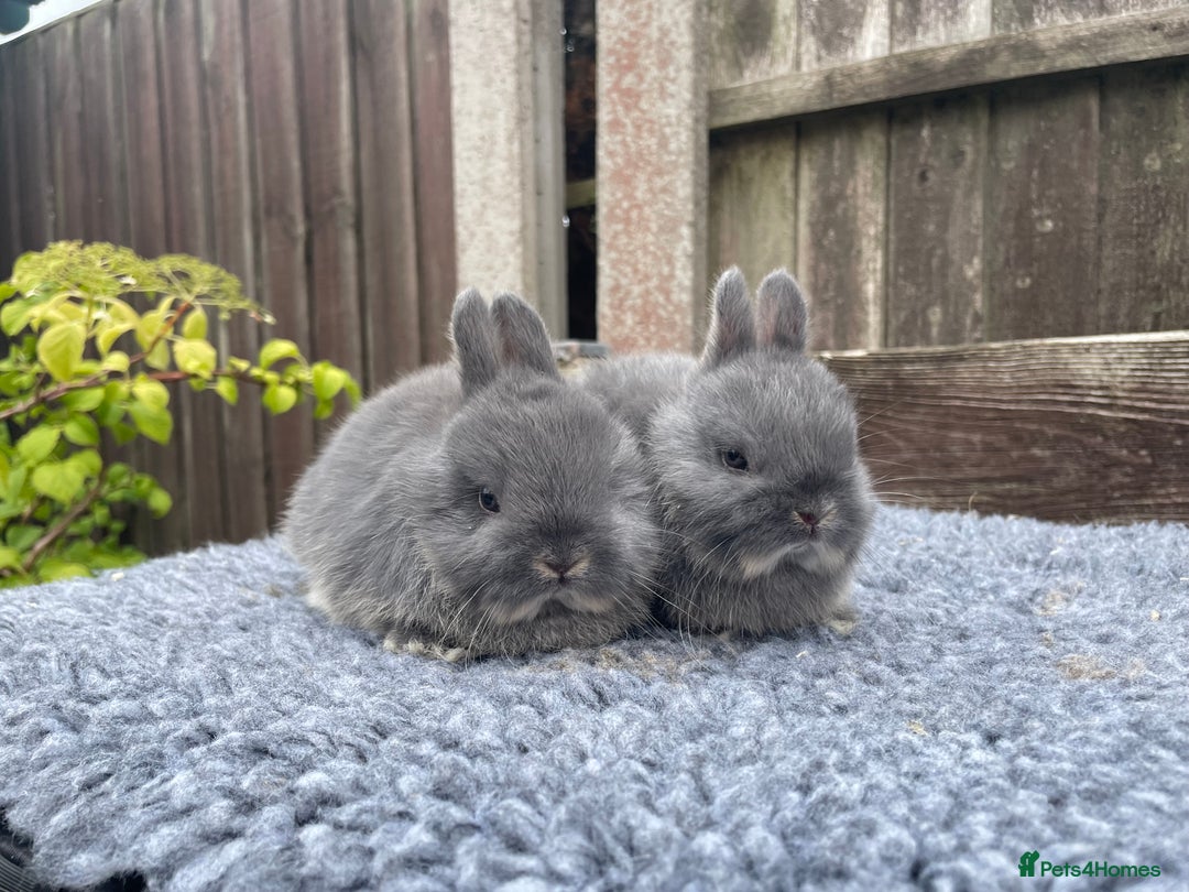 Netherland Dwarf rabbits for sale: Netherland Dwarf Babies & Adults available in Stoke-on-Trent - Image 19