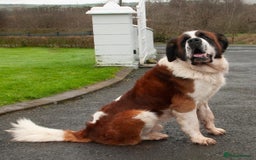 Saint Bernard dogs for stud: St Bernard for stud - Image 5