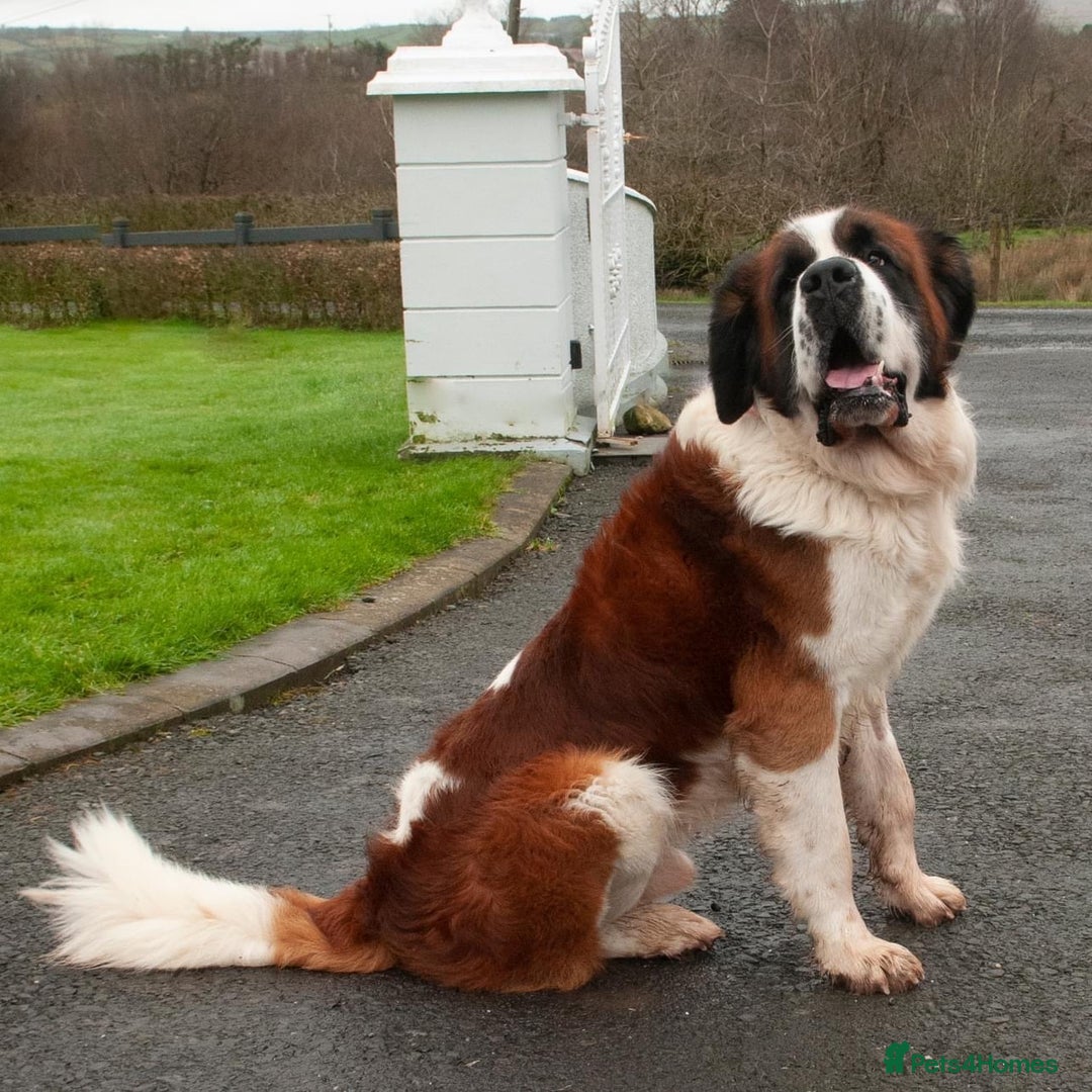 Saint Bernard dogs for stud: St Bernard for stud - Image 5