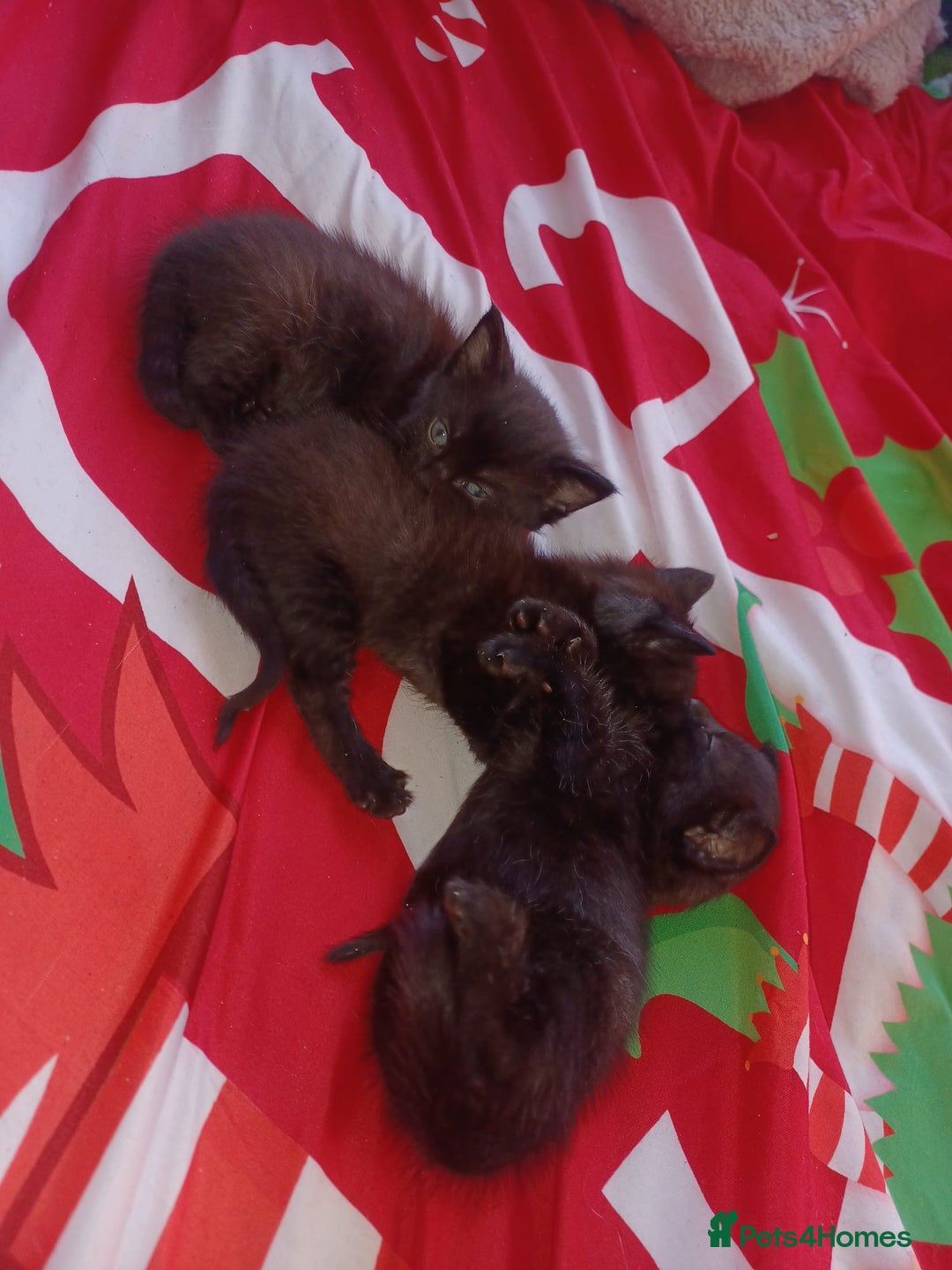 Mixed Breed cats for sale: Kittens for sale - Advert 5