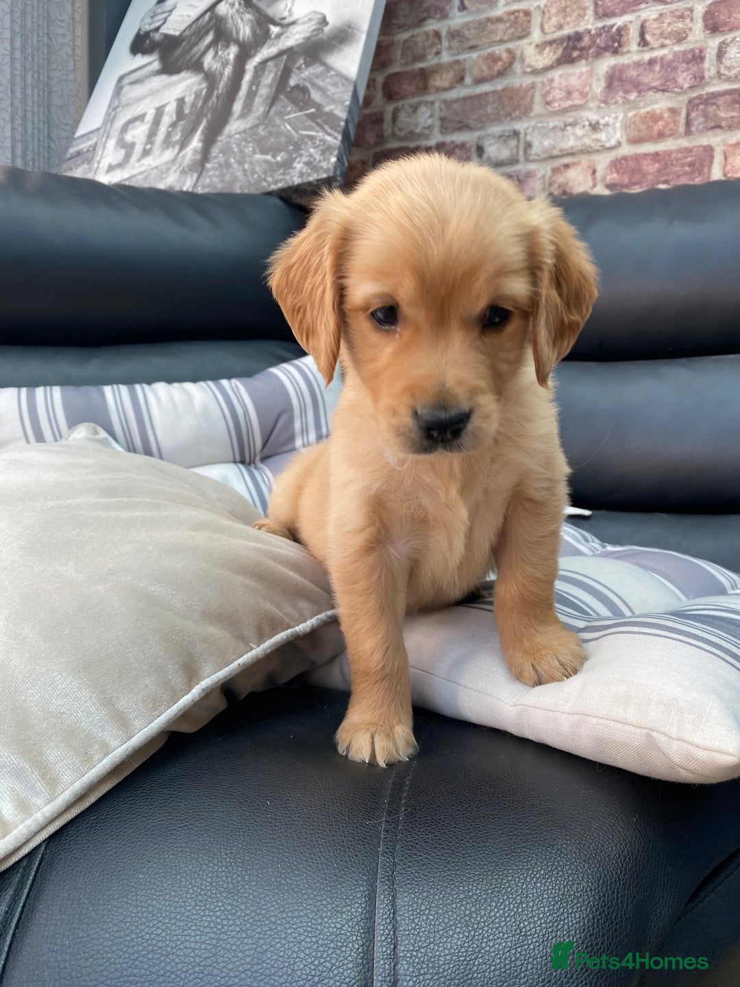 Golden Retriever dogs for sale: 5⭐️ Golden Retriever Puppies - Ready Soon ❤️🐶 - Image 4