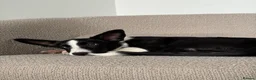 Border Collie dogs for sale: Mr ravi in London - Advert 4