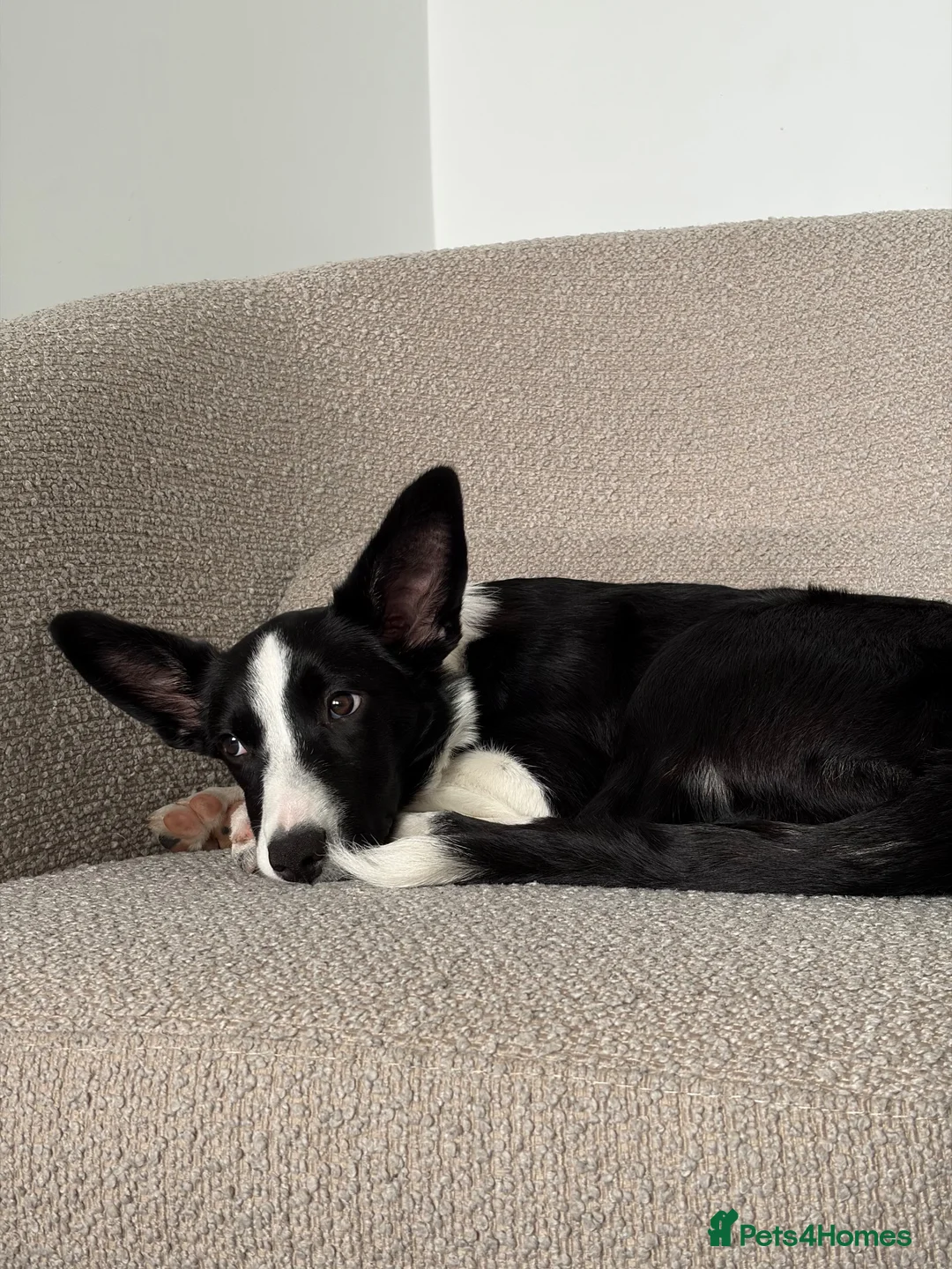 Border Collie dogs for sale: Mr ravi in London - Advert 4