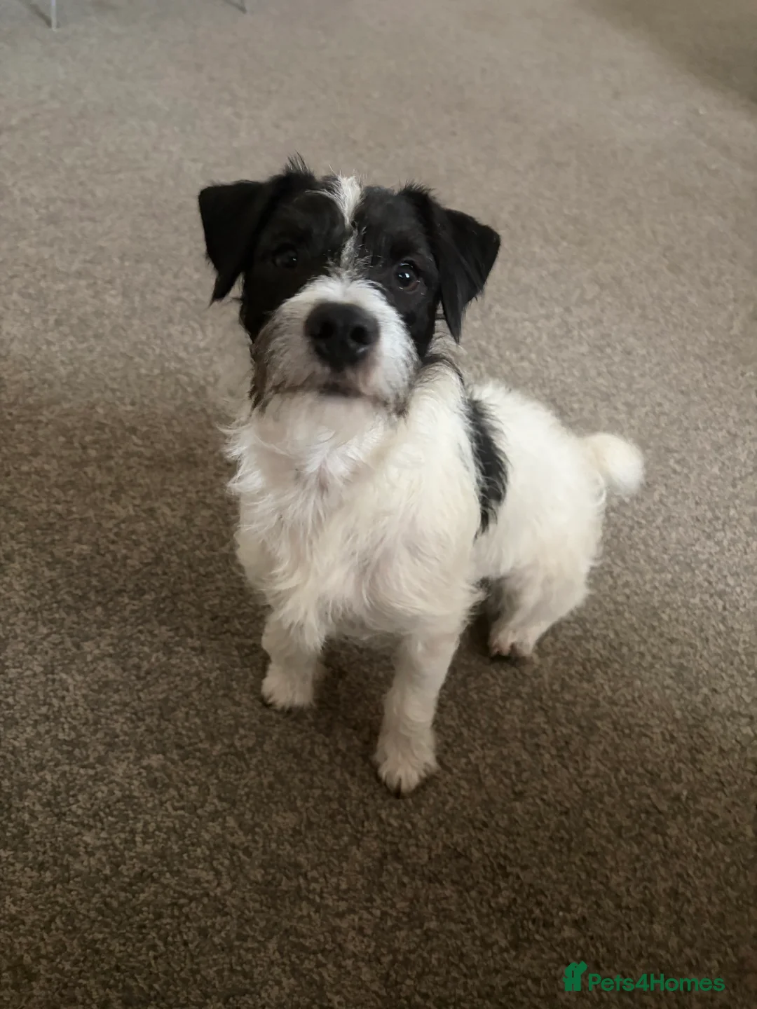 Patterjack dogs for stud: Patterjack working dog! in Tilbury - Advert 3