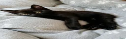 Domestic Shorthair cats for sale: The Kittens are looking for a lovleyhouse  - Advert 5