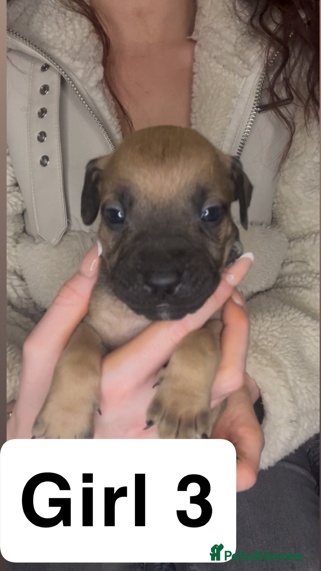 Mixed Breed dogs for sale: Mastiff puppies - Image 12