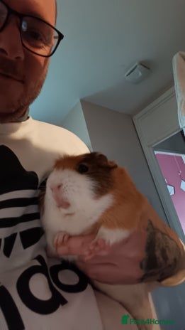 Guinea Pig rodents - Advert 15