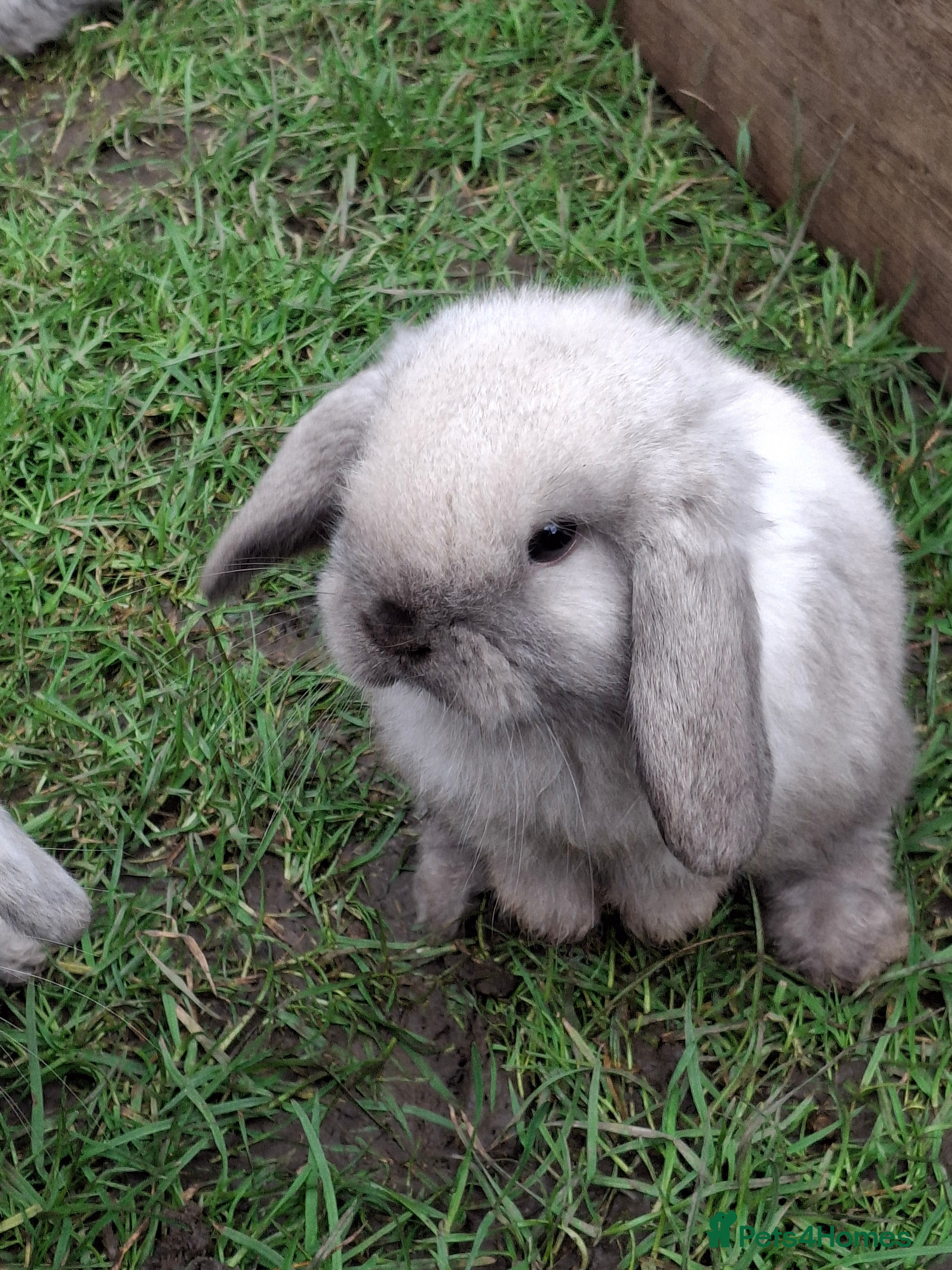 Mini Lop rabbits Cute Baby Mini Lops - Advert 1
