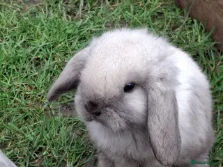 Mini Lop rabbits Cute Baby Mini Lops - Advert 1