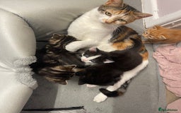 Mixed Breed cats for sale: Beautiful letter of kittens - Image 8