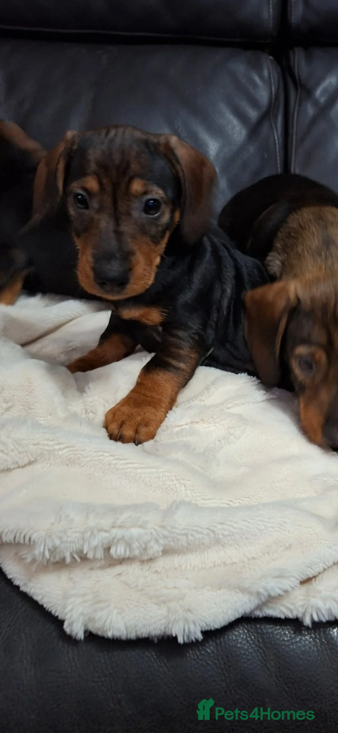 Dachshund dogs for sale: Adorable Wired Hair Dachshund / Teckel Puppies  - Advert 10