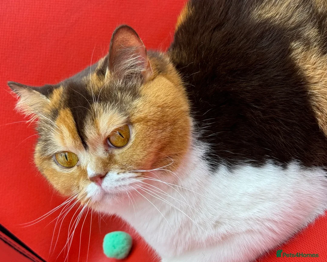 British Shorthair cats for sale: British Shorthair Girls Ready for Forever Homes - Advert 2