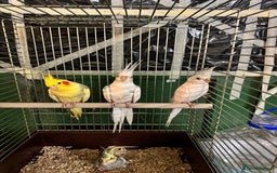 Cockatiels birds for sale: Various Cockatiels  - Advert 6
