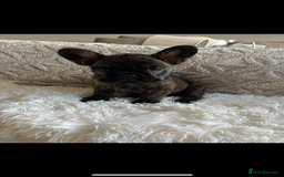 French Bulldog dogs for sale: French Bulldog puppies  - Image 6
