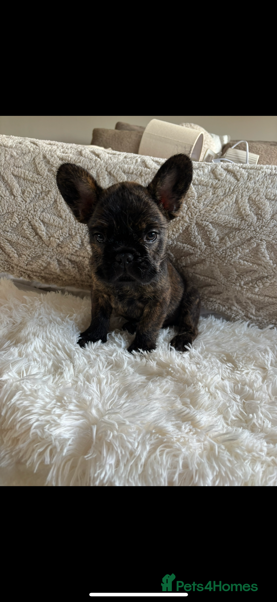 French Bulldog dogs for sale: French Bulldog puppies  - Image 6