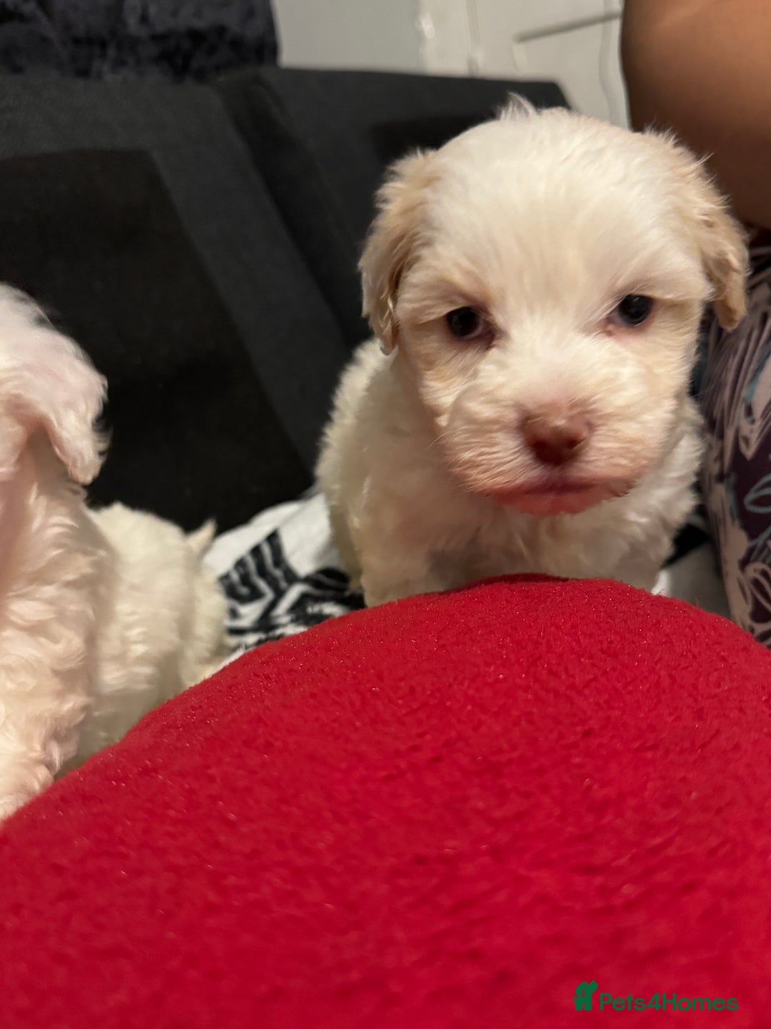 Bichon Frise dogs for sale: Bichon Frise - Advert 3